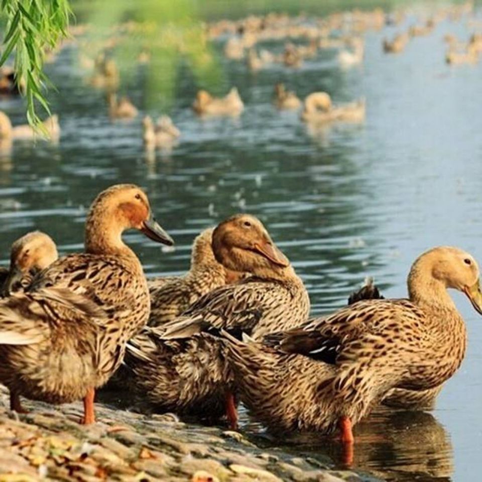 2斤一只农家散养鸭土鸭老鸭笨鸭麻鸭农村鲜鸭现杀鸭冷冻食品批发