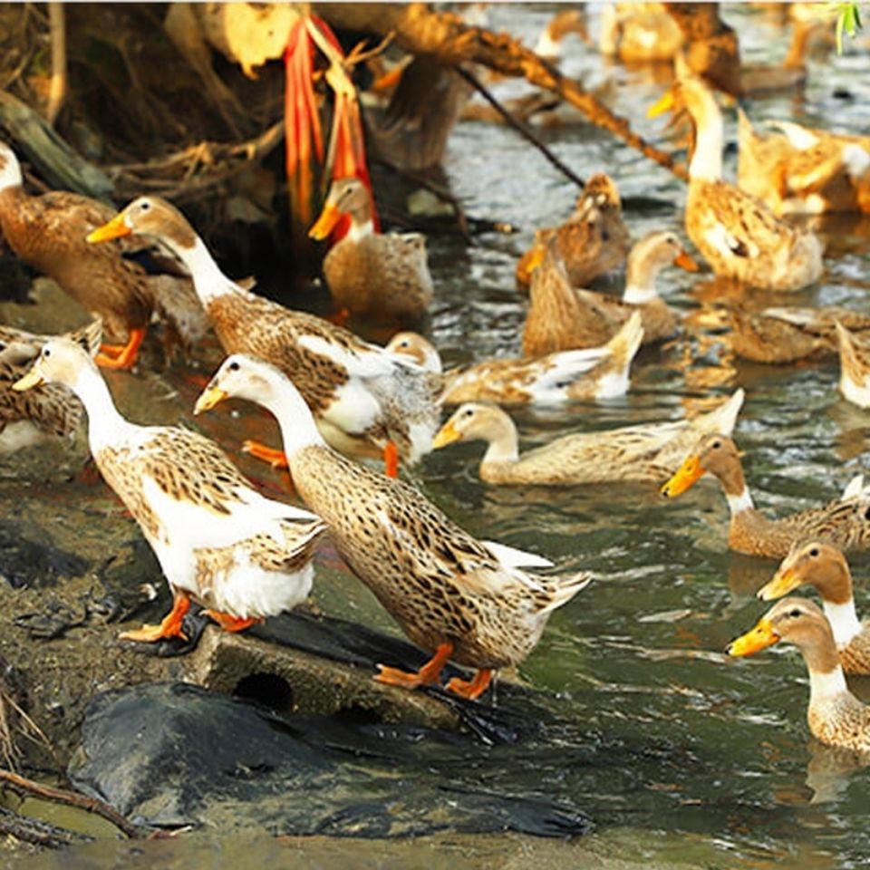 【冷链包邮】农家散养嫩鸭老鸭青年鸭现杀土鸭鲜鸭麻鸭整只批发