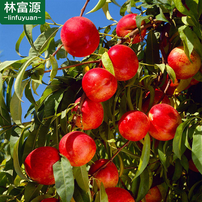 油桃新鲜水果当季桃子.