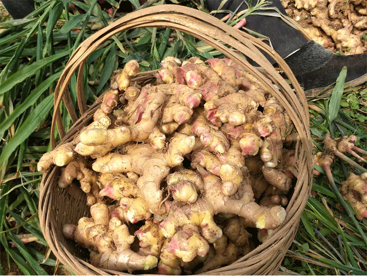 生姜新鲜嫩姜老姜土姜10斤鲜姜新姜子姜嫩生姜云南罗平小黄姜