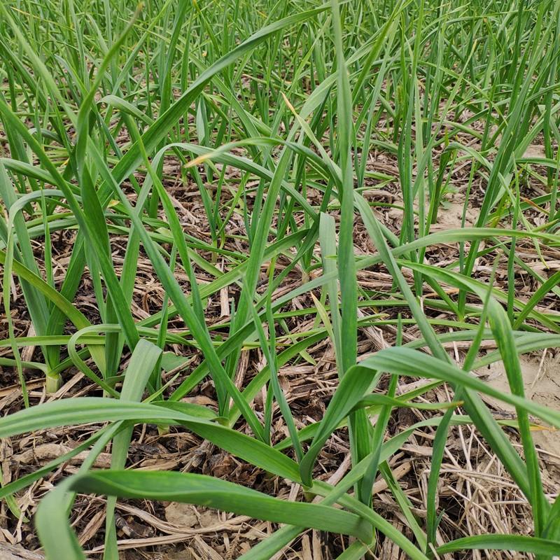 农家自种绿色新鲜蔬菜本大蒜苗 大蒜叶 红皮大蒜 青蒜 5斤