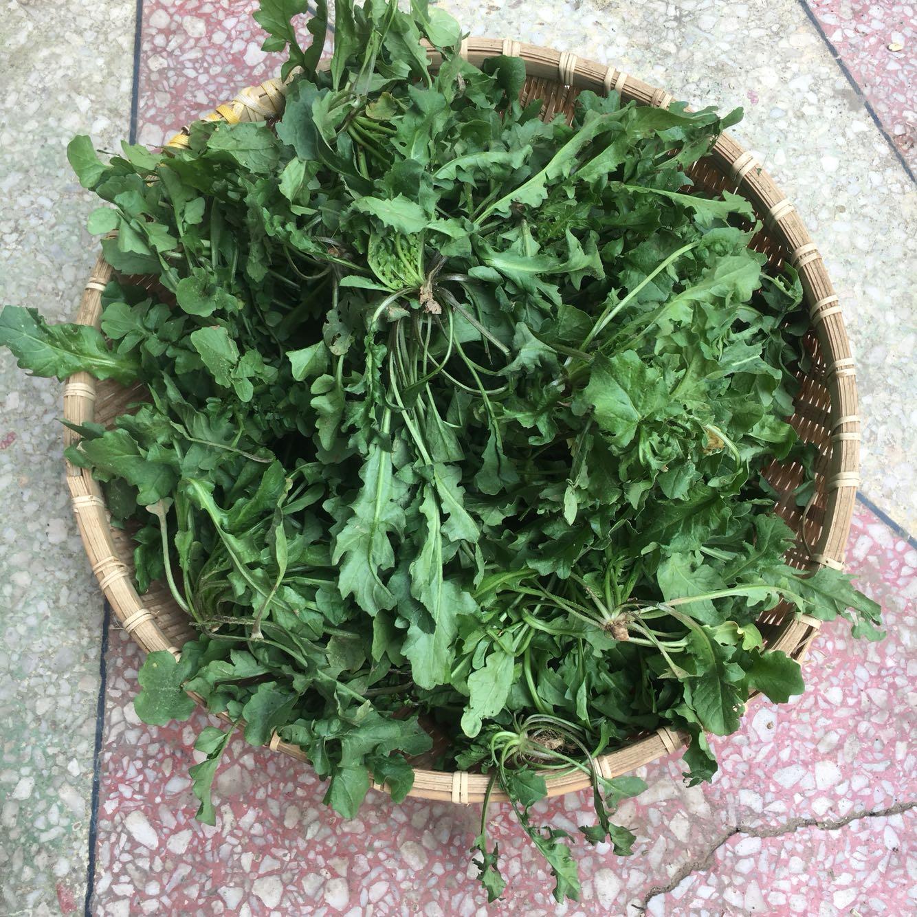 新鲜野生荠菜3斤荠荠菜 鲜荠菜 荠菜馅水饺天然野菜馄饨包子包邮