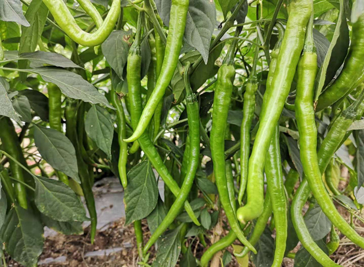 青二荆条农家新鲜蔬菜青线椒尖椒美人椒辣椒酱现摘现发5斤包邮