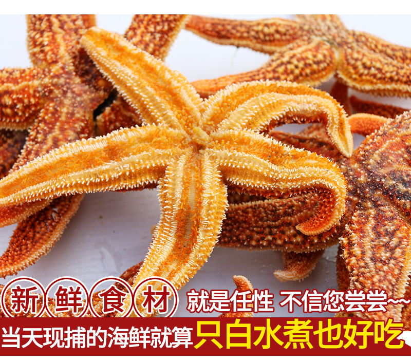 海鲜水鲜活海星野生大海星新鲜五角星海五星满籽熟冻鲜海鲜3斤装