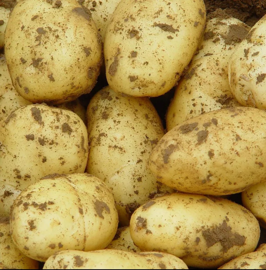 包邮山西土豆精选土豆马铃薯高山大土豆非转基因土豆5斤新鲜蔬菜洋芋