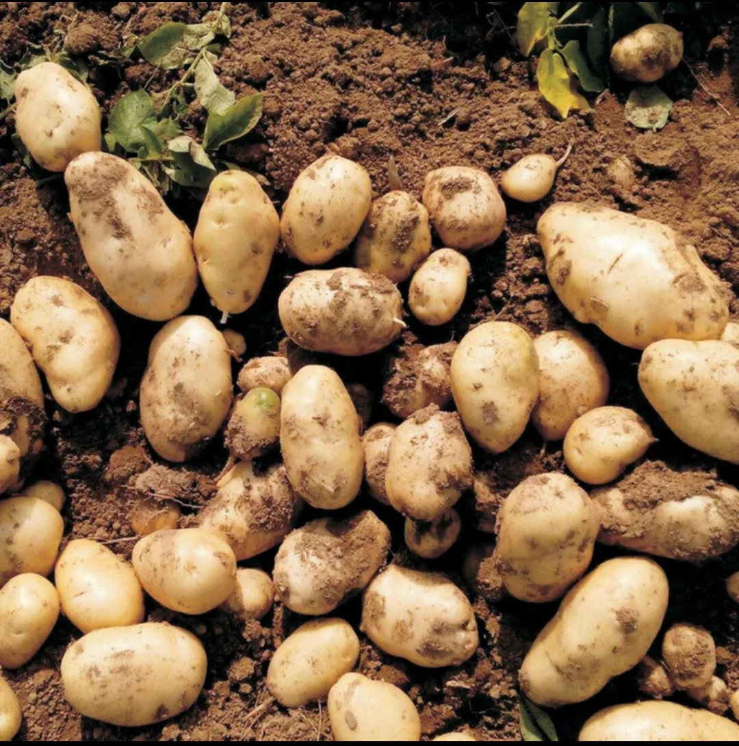 包邮山西土豆精选土豆马铃薯高山大土豆非转基因土豆5斤新鲜蔬菜洋芋