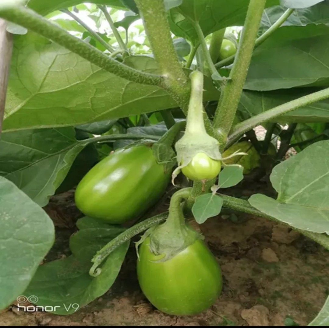 新鮮綠茄子河南特產青茄子新鮮蔬菜農家自種園茄子三斤/五斤包郵