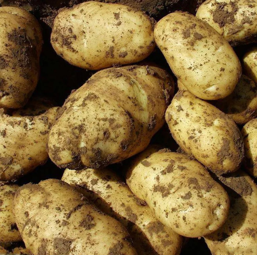 包邮山西土豆精选土豆马铃薯高山大土豆非转基因土豆5斤新鲜蔬菜洋芋