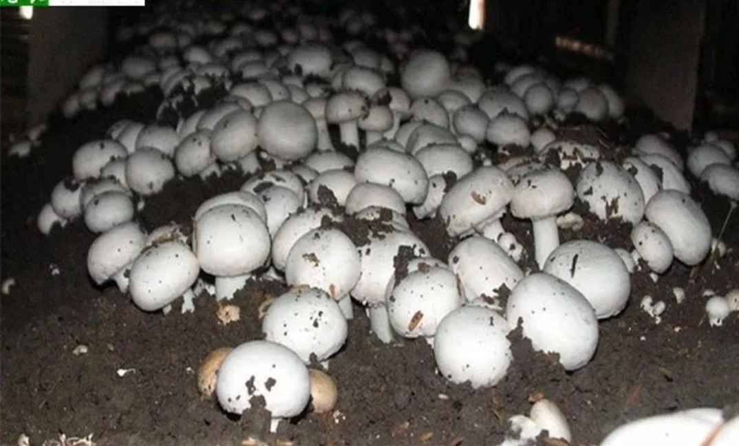 特产新鲜口菇 双孢菇 口蘑 草菇 菌菇食用 蘑菇白菇一斤包邮