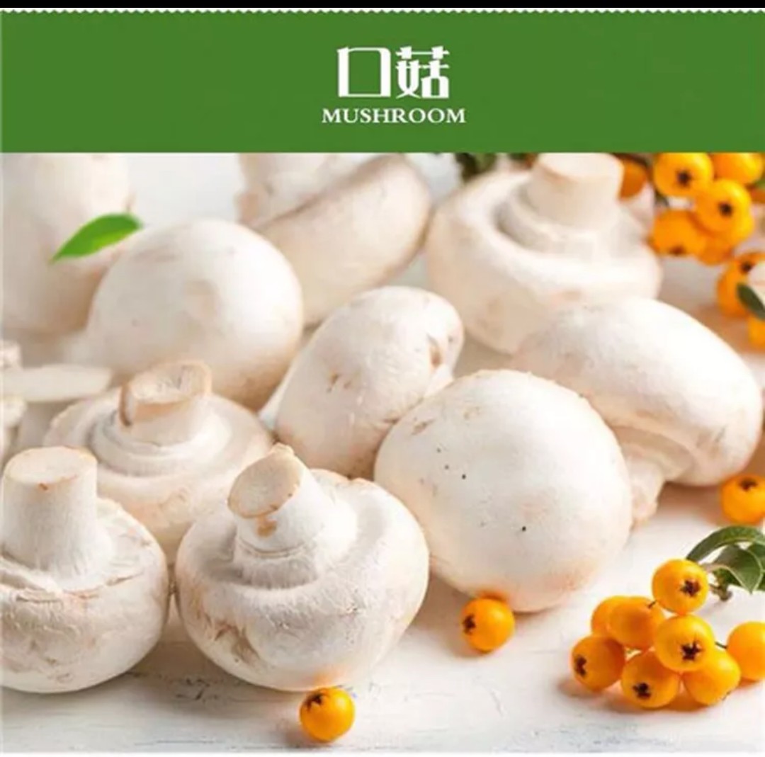 特产新鲜口菇 双孢菇 口蘑 草菇 菌菇食用 蘑菇白菇一斤包邮