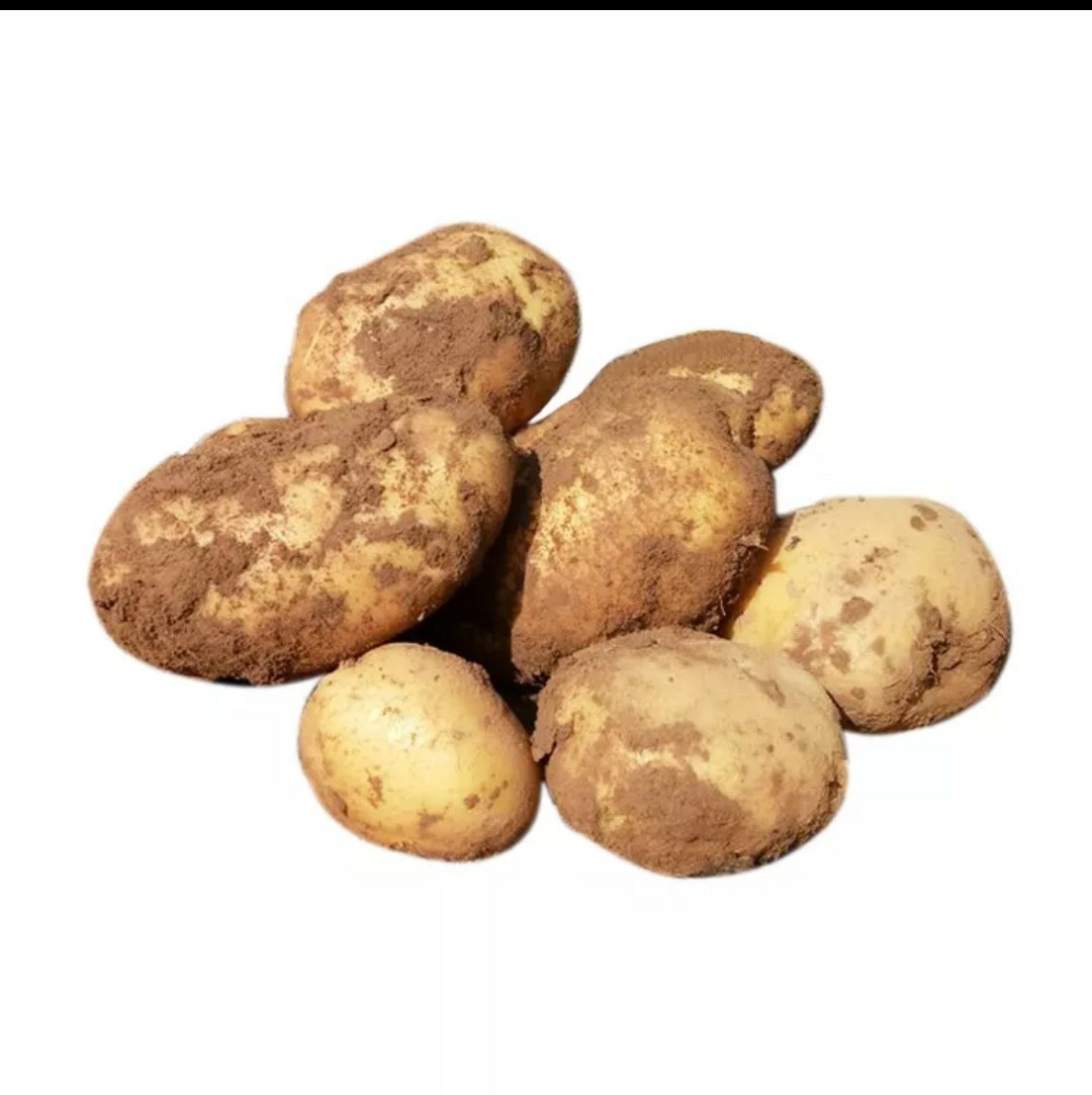 包邮山西土豆精选土豆马铃薯高山大土豆非转基因土豆5斤新鲜蔬菜洋芋