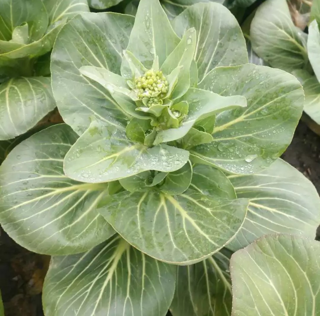 包邮新鲜蔬菜青菜苔 霜冻苏州青菜苔 油菜薹 现摘农家青菜心