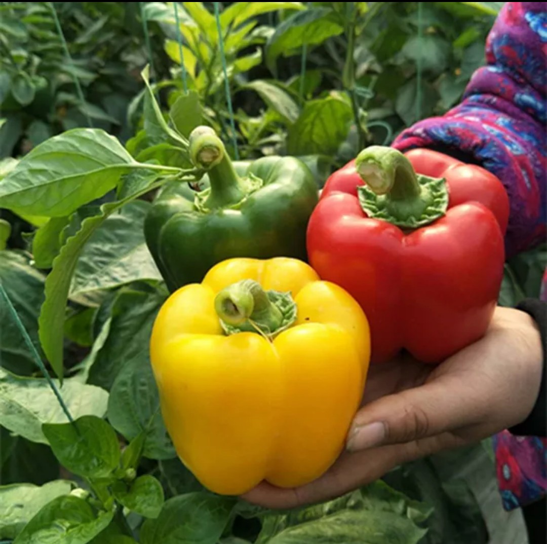 包邮新鲜蔬菜水果彩椒甜椒柿子椒太空椒五彩椒沙拉菜红黄绿三色四斤