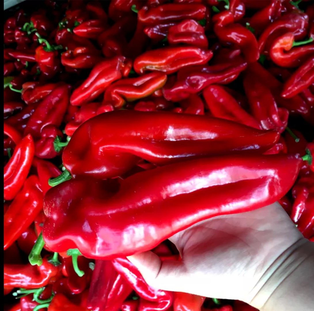 包邮现摘现发 红辣椒新鲜 尖椒辣椒 自制辣椒酱辣辣椒 大红辣椒4/5斤