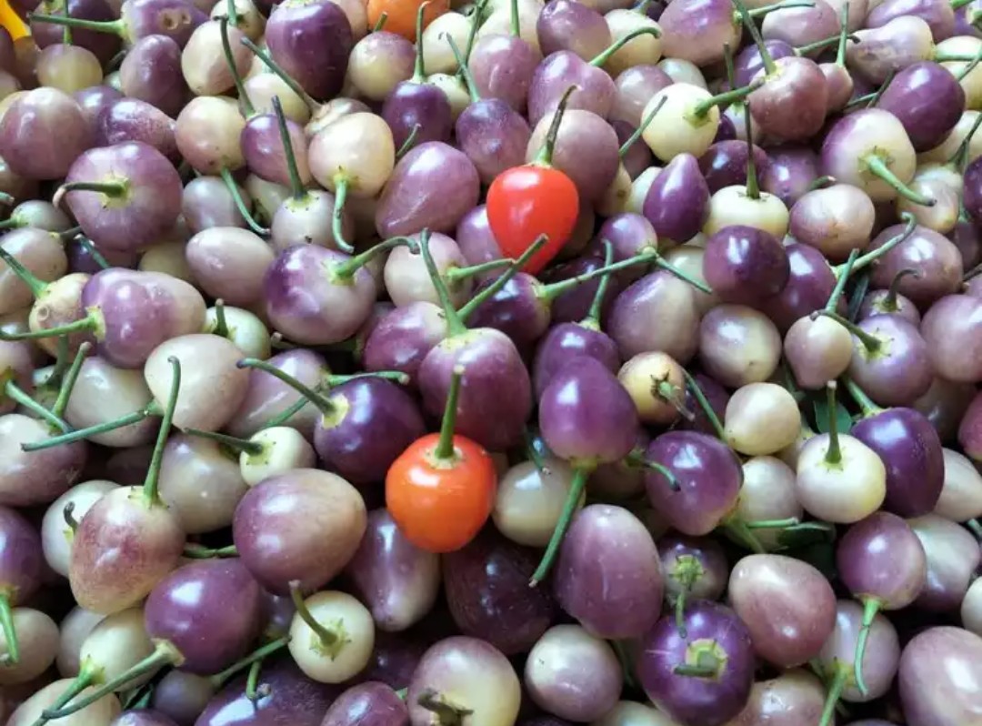 【有货】广西新鲜七彩椒辣椒五彩椒小泡椒灯笼椒生脆5色椒3斤包邮