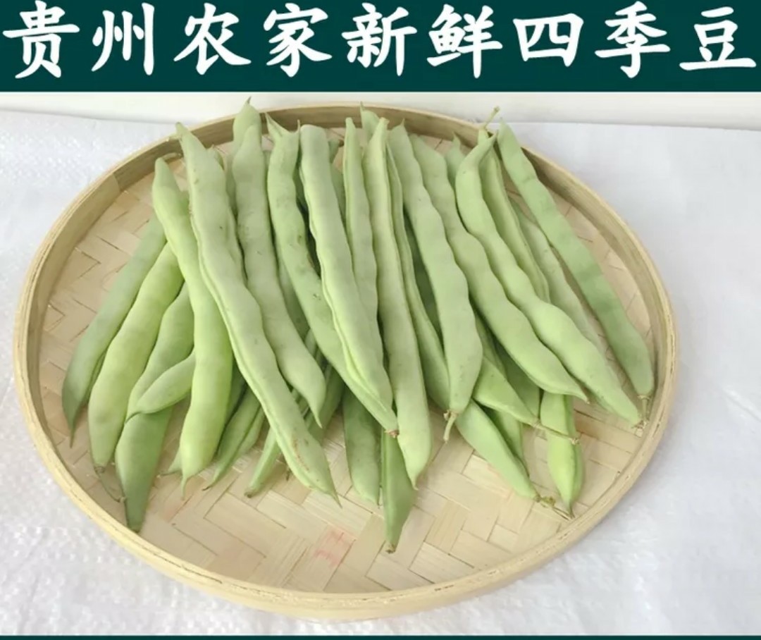 包邮贵州新鲜四季豆新鲜老来少豆角白不老豆角新鲜芸豆角新鲜白芸豆