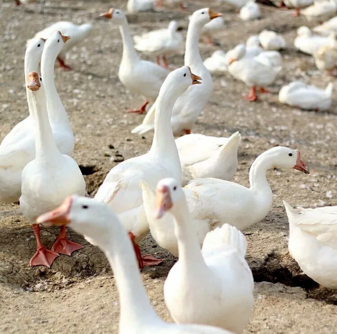 3年老鹅青年鹅大公鹅土鹅农家散养整只新鲜鹅肉活鹅现杀全国包邮