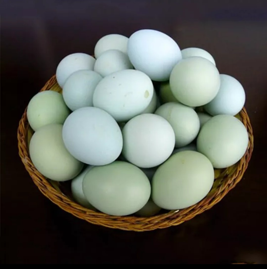包邮包赔 30枚新鲜绿壳乌鸡蛋土鸡蛋1200-1500克农家散养乌骨鸡蛋