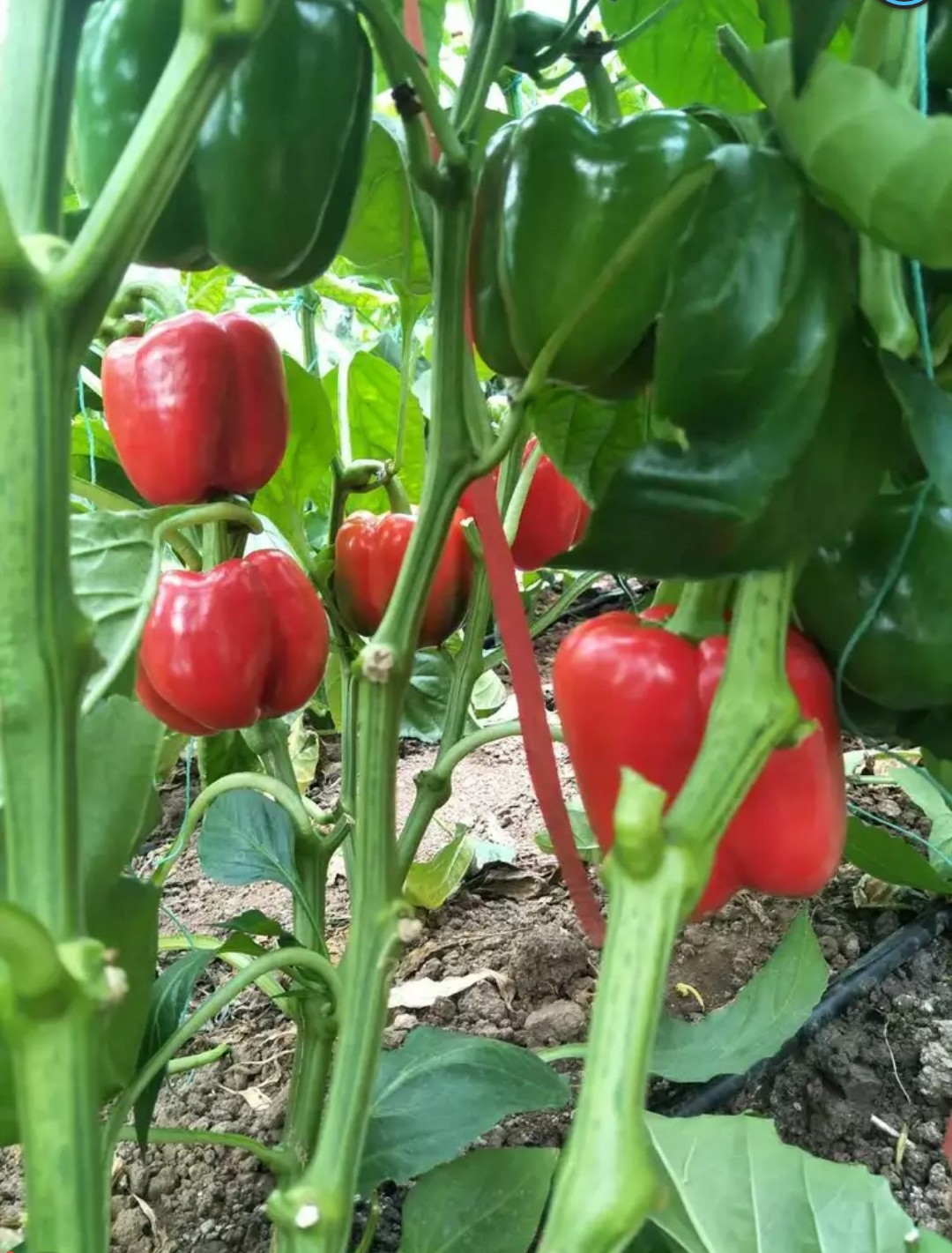 包邮新鲜蔬菜水果彩椒甜椒柿子椒太空椒五彩椒沙拉菜红黄绿三色四斤