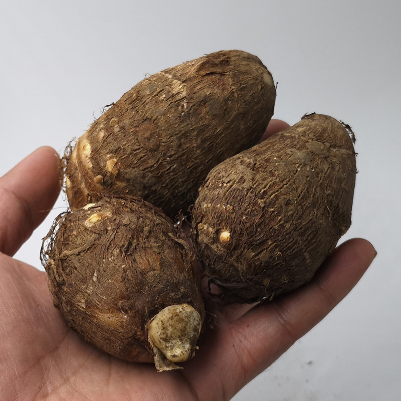 9斤包邮山东新鲜小芋头粉糯芋艿 农家自种毛芋头香芋子非大芋头仔