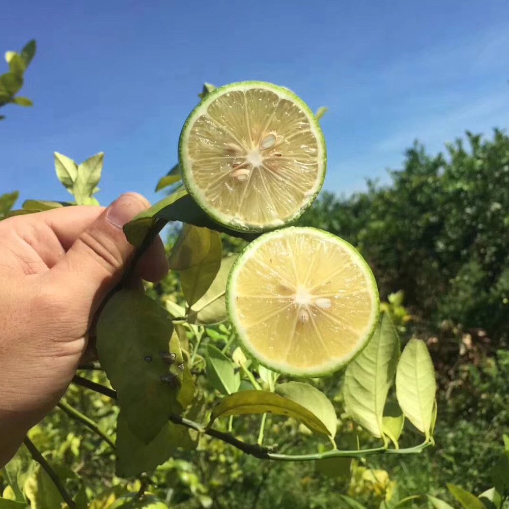 3斤装海南青柠檬皮薄我汁非万州柠檬新鲜水果直供新鲜水果