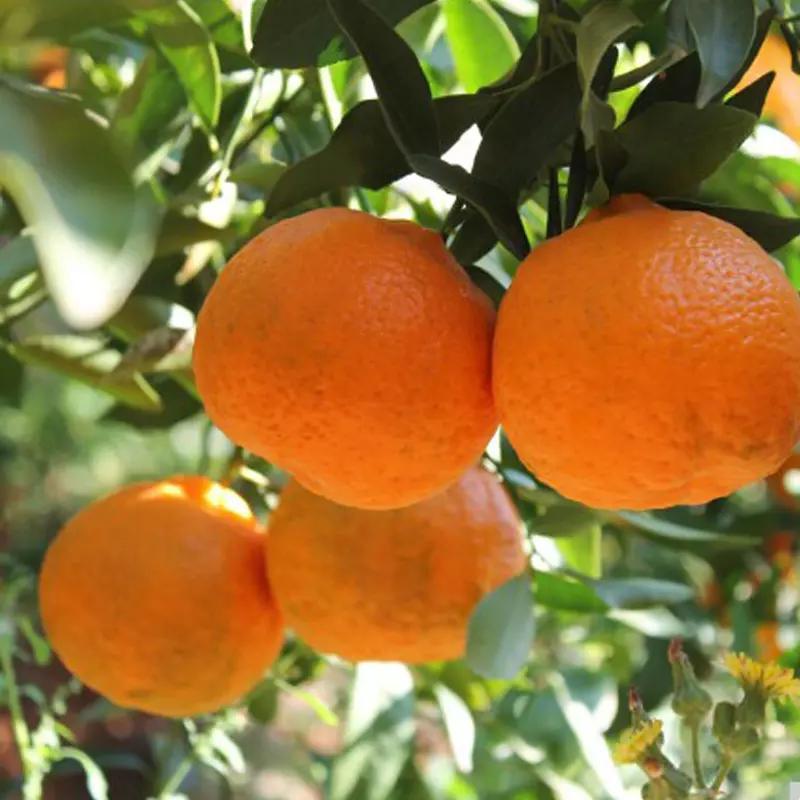 湖北椪柑 新鲜橘子 5斤装 约20个左右包邮