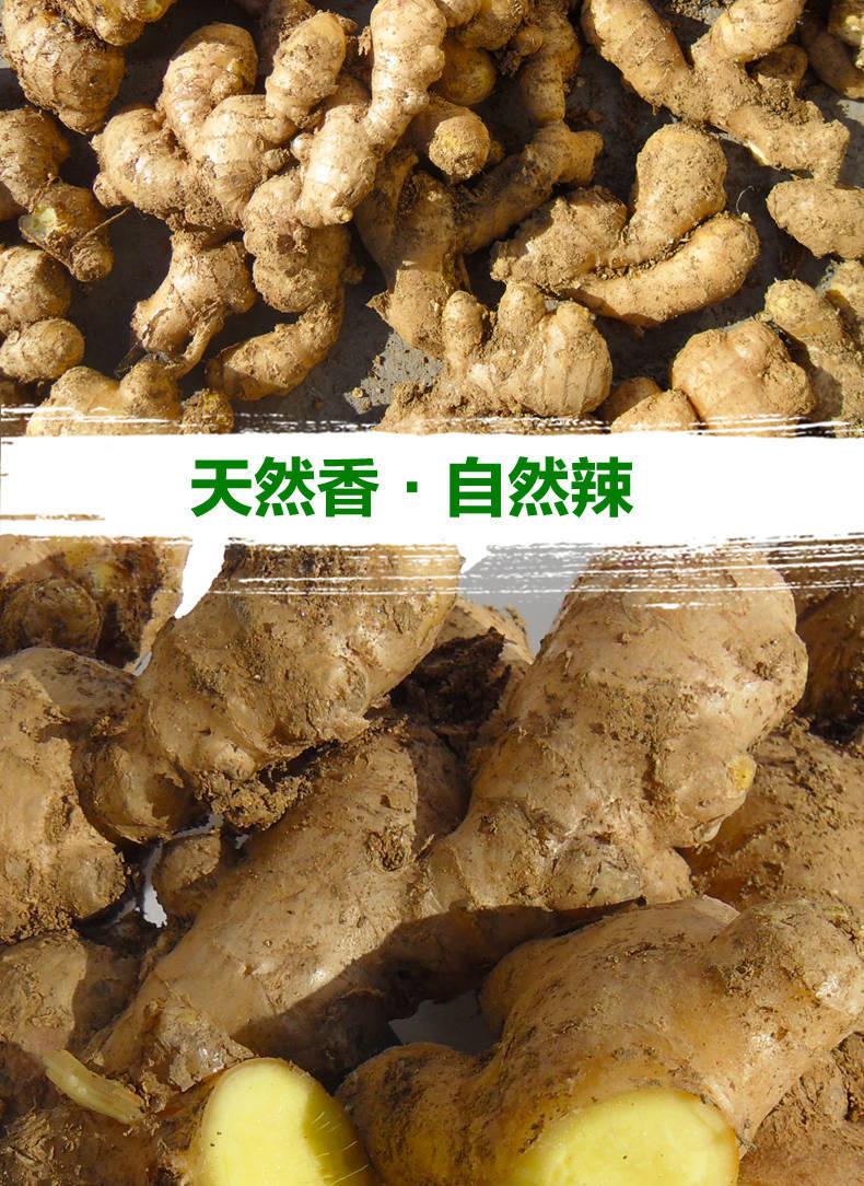 现挖先发新鲜生姜黄姜月子姜老姜大生姜新鲜蔬菜3斤斤
