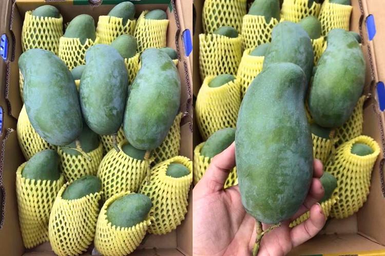 广西特有青皮桂七香芒果10斤包邮 西北6省不发
