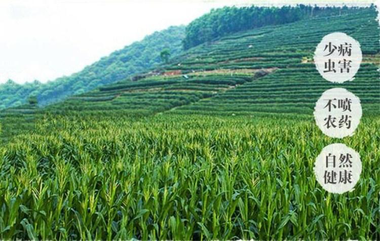 玉米笋5斤农产品现摘新鲜小玉米笋带须南方水果时令蔬菜沙拉包邮