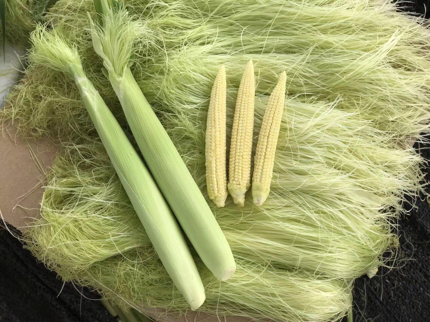 玉米笋5斤农产品现摘新鲜小玉米笋带须南方水果时令蔬菜沙拉包邮