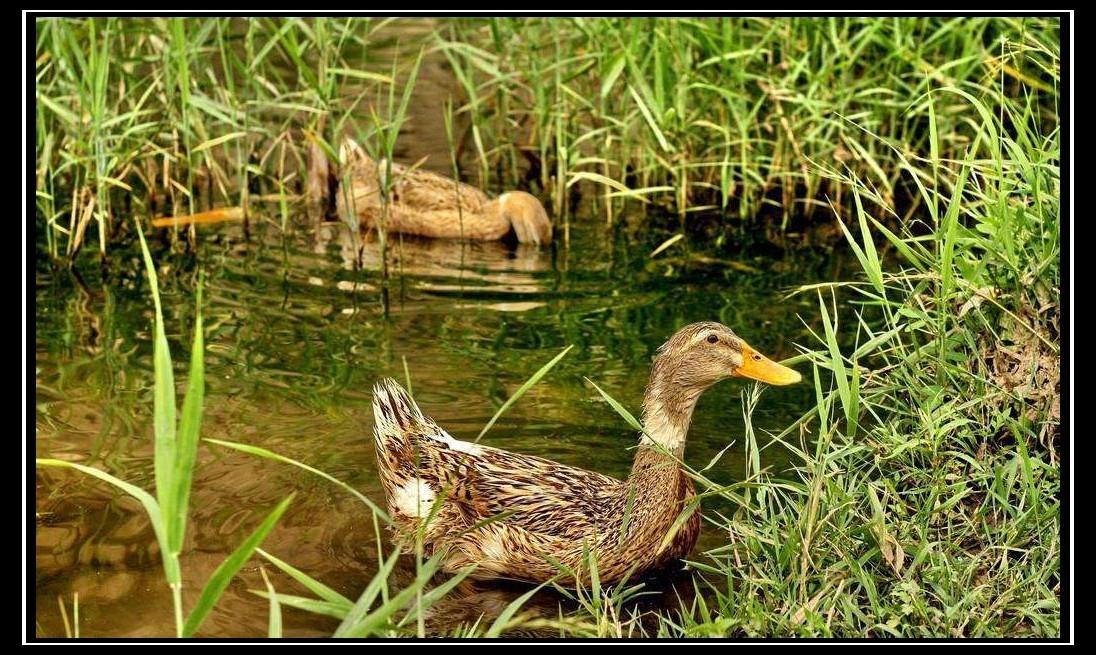 老鴨子農家散養野土鴨鴨子活體現殺新鮮鴨子老鴨湯