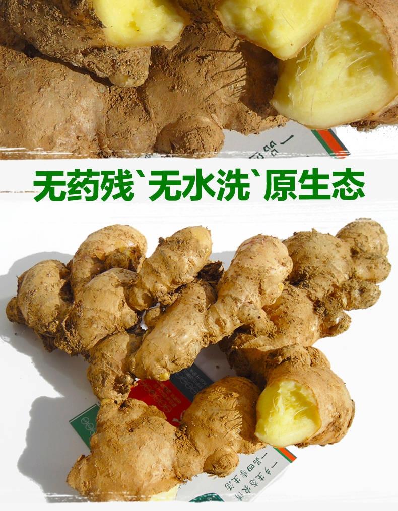 現挖先發新鮮生薑黃姜月子姜老薑大生薑新鮮蔬菜5斤