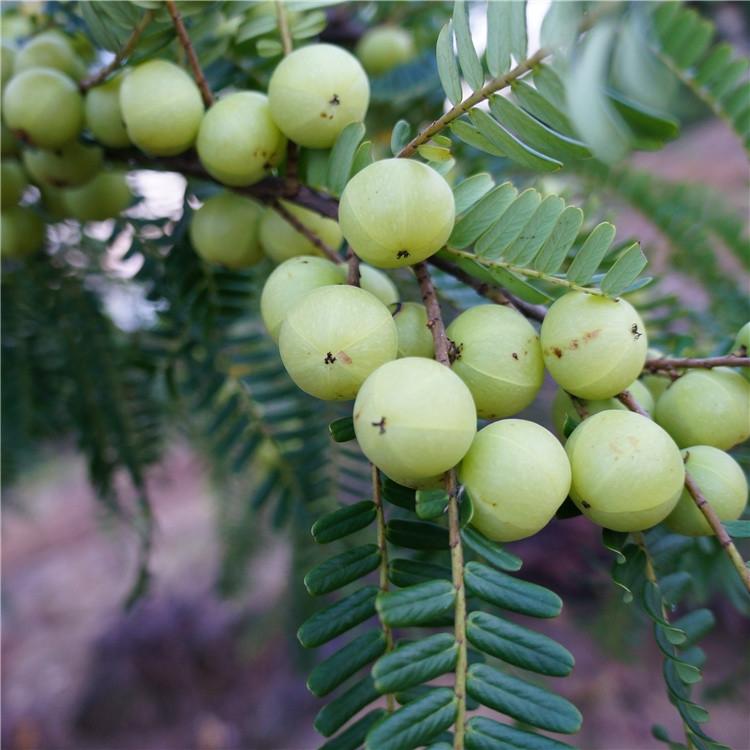 新鲜现摘油甘果野生牛甘果余甘子孕妇水果油柑450g包邮买4送1