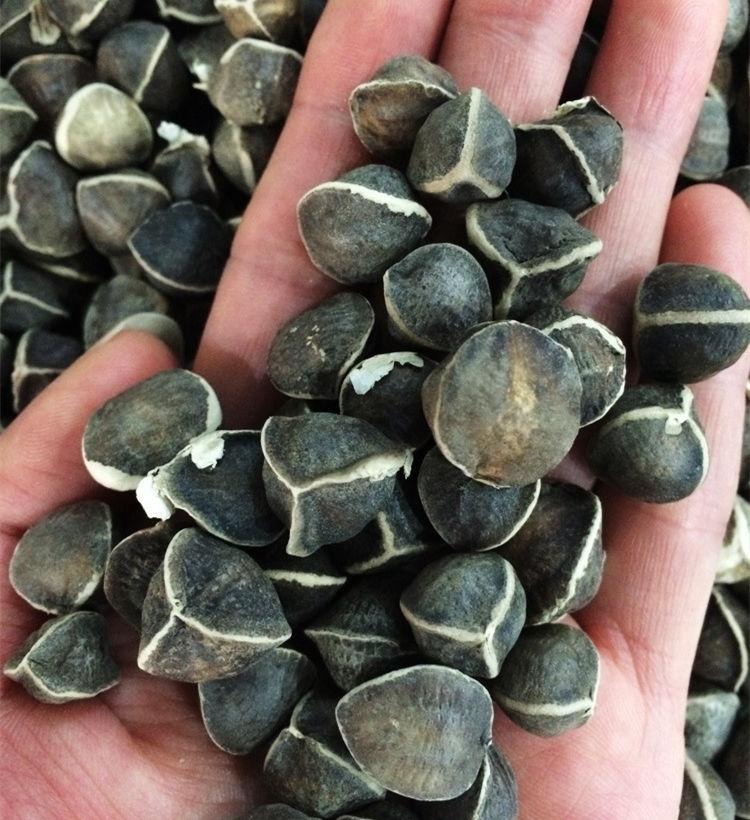 【印度进口】印度非洲进口精选正宗野生辣木籽纯天然茶滋补品减肥养颜