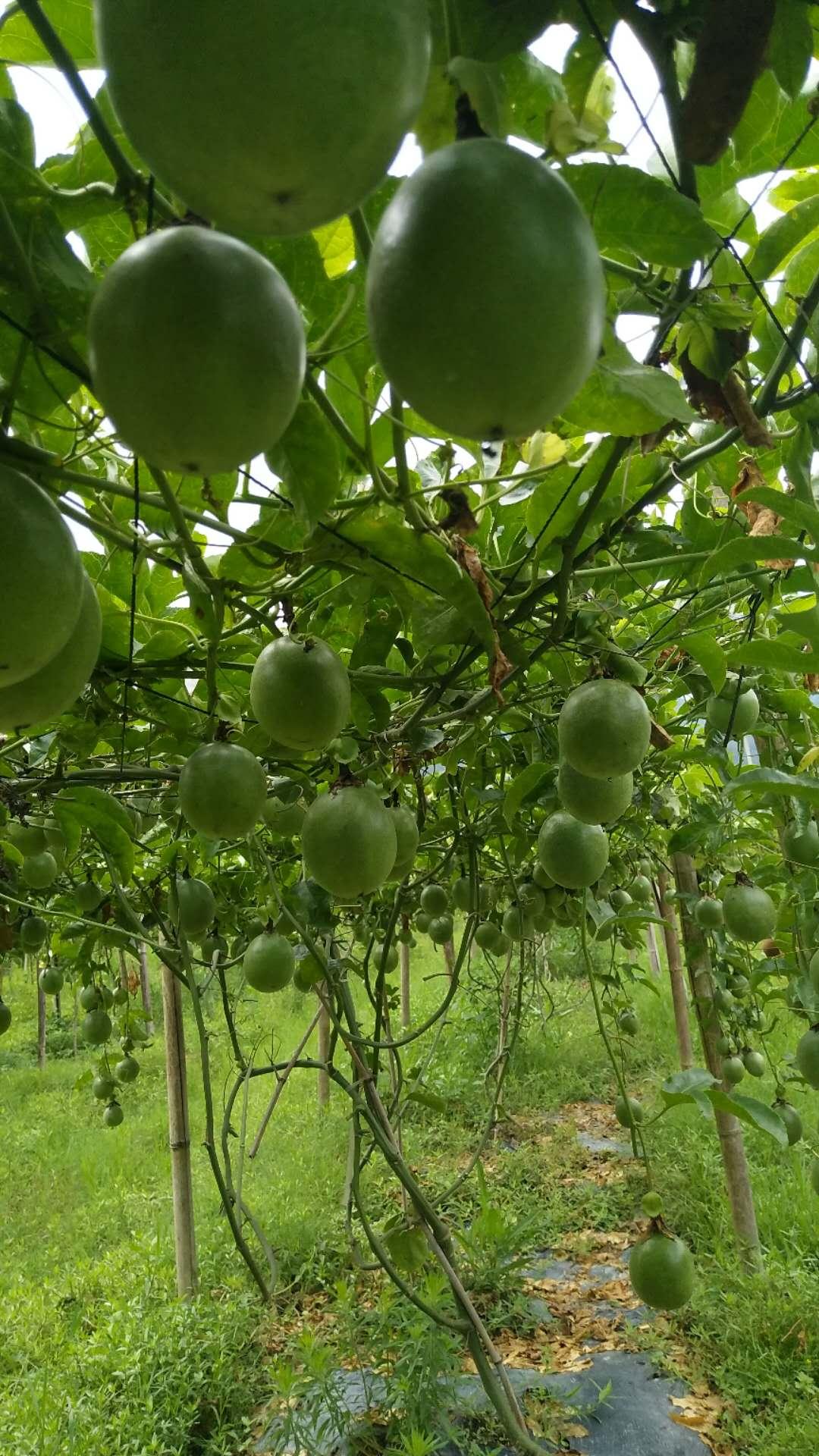 正宗贵州罗甸百香果 原生态有机种植 5斤装 包邮